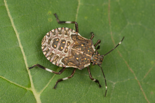 Brown Marmorated Stink Bug