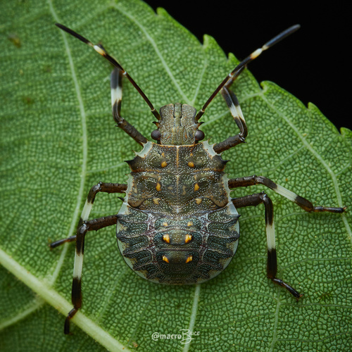 Brown Marmorated Stink Bug