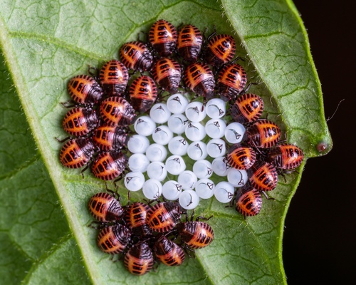 Brown Marmorated Stink Bug