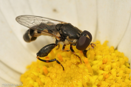 Thick-legged Hover Fly