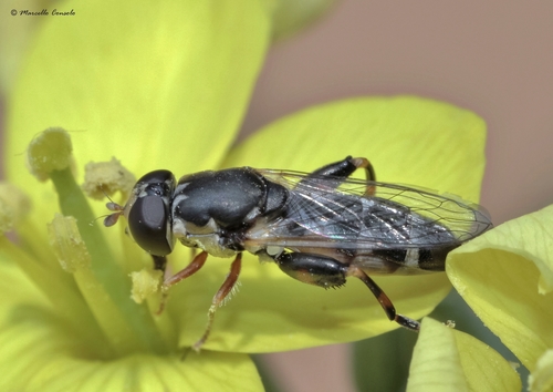 Thick-legged Hover Fly