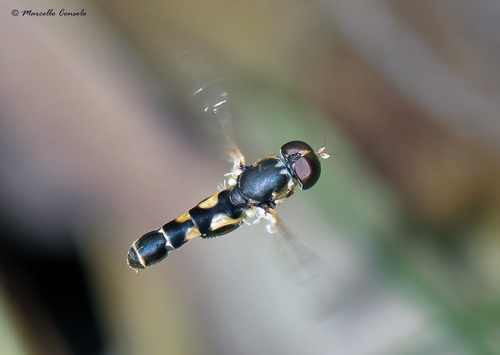Thick-legged Hover Fly