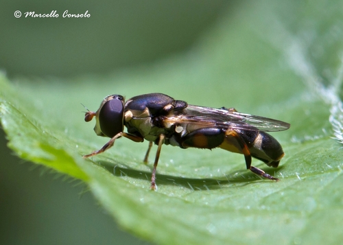 Thick-legged Hover Fly
