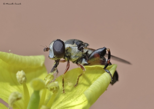 Thick-legged Hover Fly