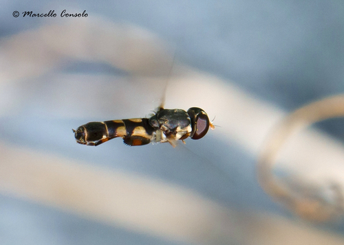 Thick-legged Hover Fly