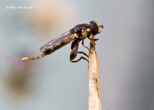 Thick-legged Hover Fly