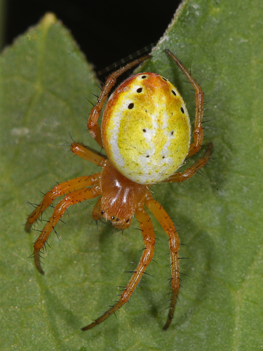 Six-spotted Orbweaver