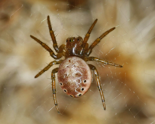 Six-spotted Orbweaver