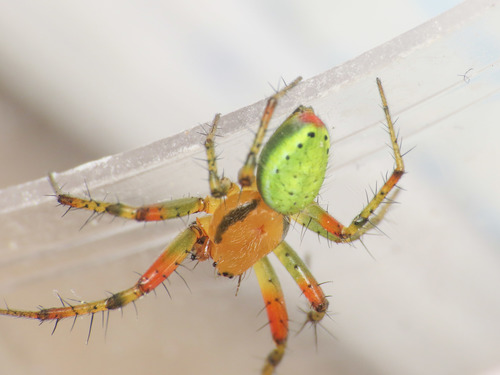 Cucumber Spiders