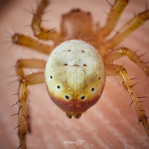 Cucumber Spiders