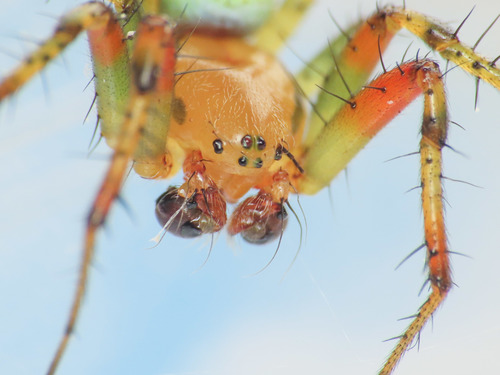 Cucumber Spiders