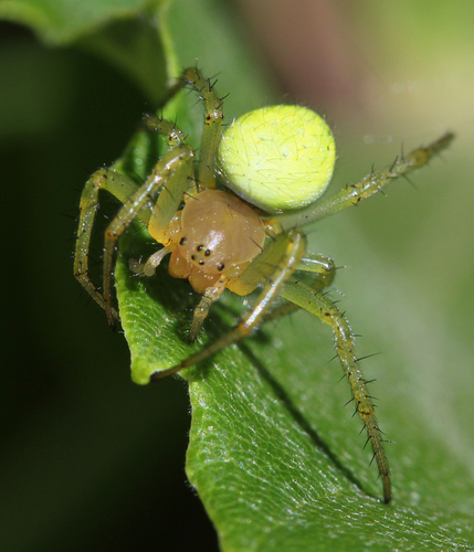 Cucumber Spiders