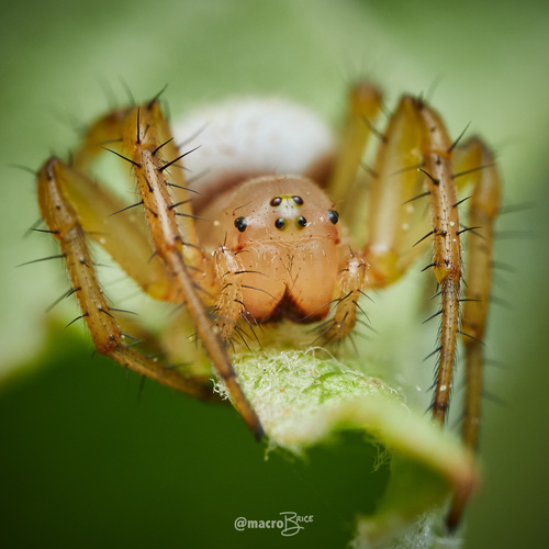 Cucumber Spiders