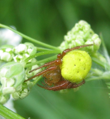 Cucumber Spiders