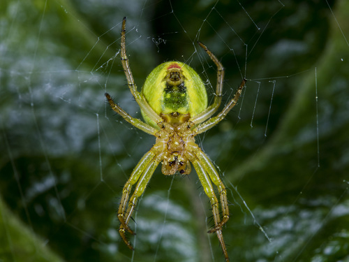 Cucumber Spiders