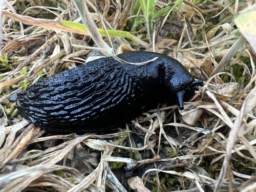 Black Slug