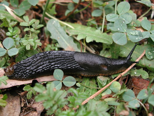 Black Slug