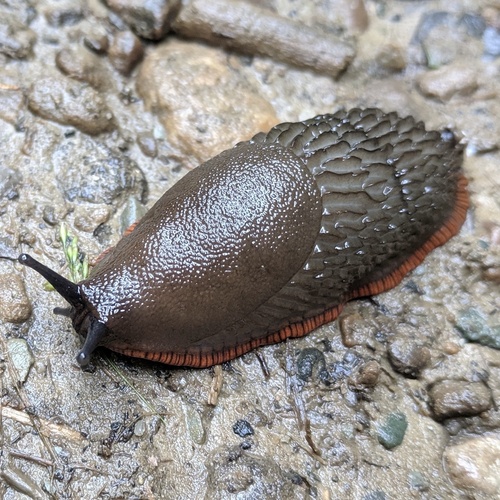 Black Slug