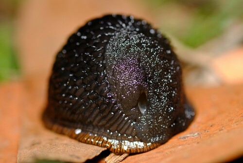 Black Slug