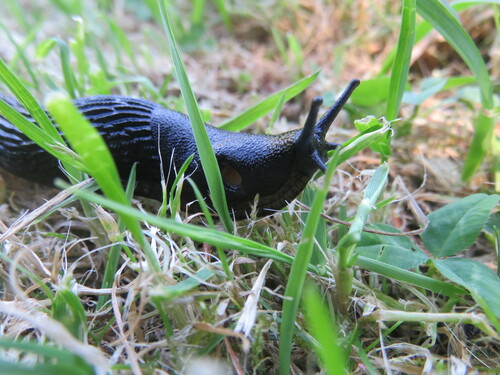 Black Slug