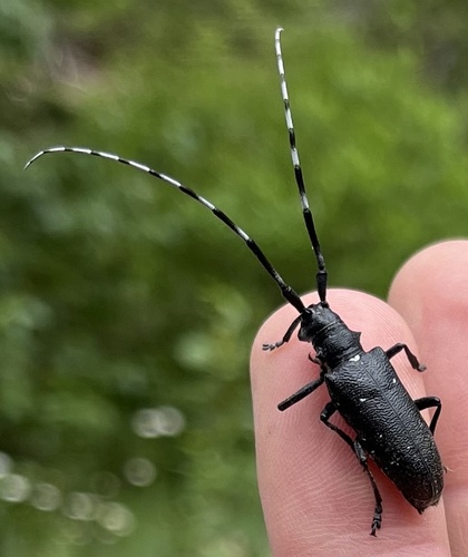 White-spotted Sawyer