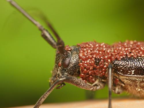 White-spotted Sawyer