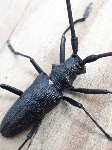 White-spotted Sawyer