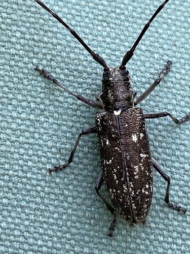 White-spotted Sawyer