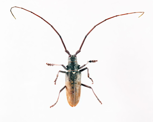 White-spotted Sawyer