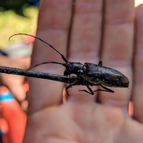 White-spotted Sawyer