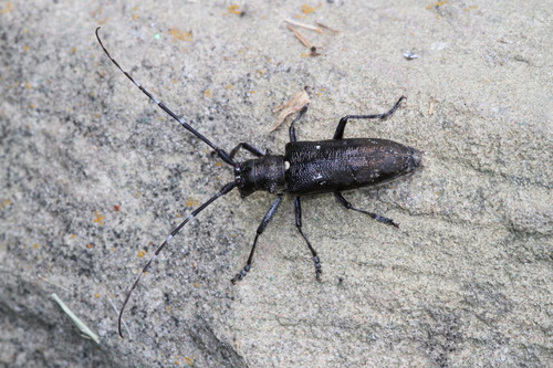 White-spotted Sawyer