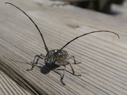 White-spotted Sawyer