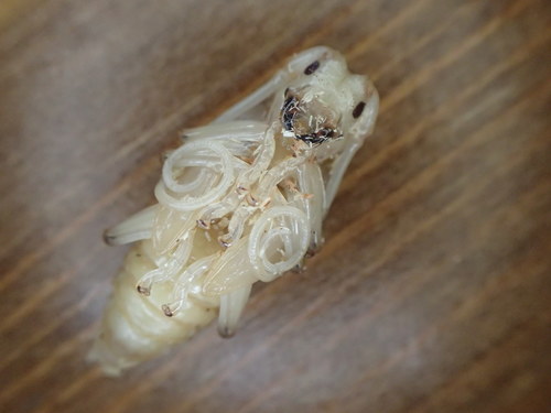 White-spotted Sawyer