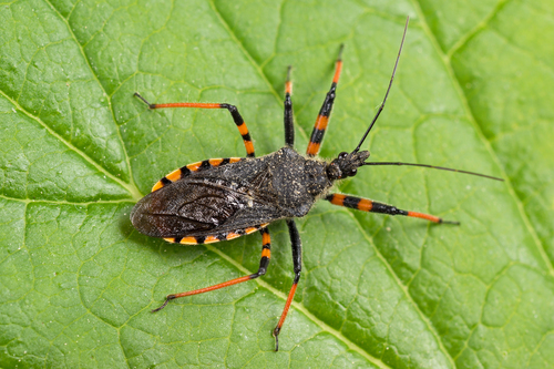 Flower Assassin Bugs