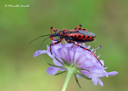 Flower Assassin Bugs