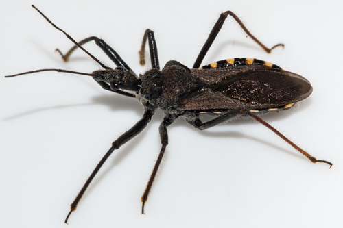 Flower Assassin Bugs