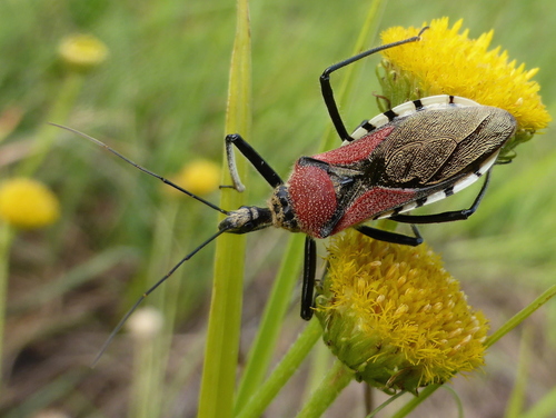 Flower Assassin Bugs