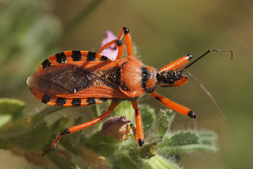 Flower Assassin Bugs