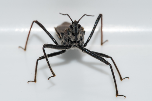 Flower Assassin Bugs