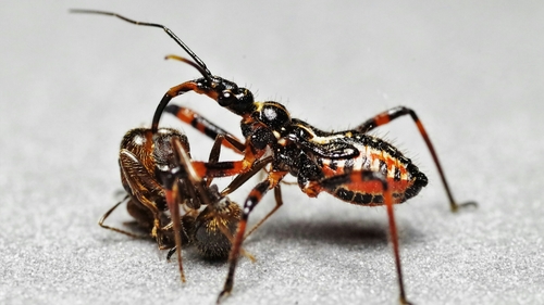 Flower Assassin Bugs