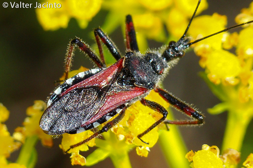 Flower Assassin Bugs