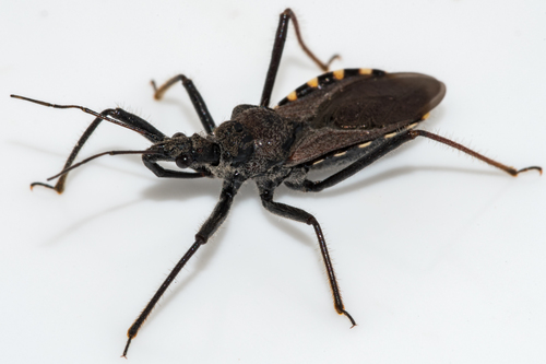 Flower Assassin Bugs