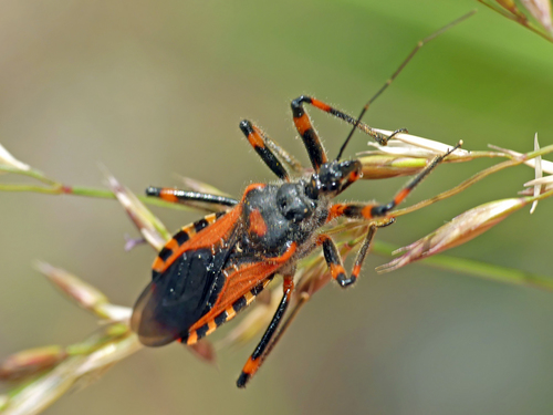 Flower Assassin Bugs