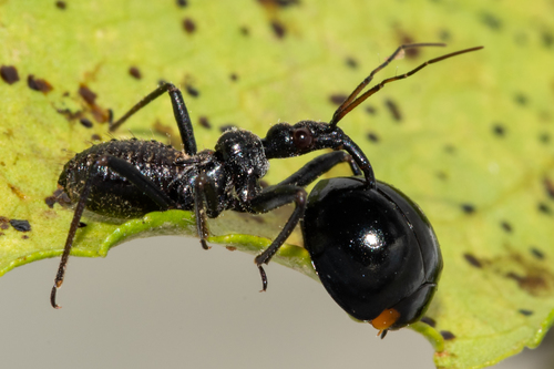 Flower Assassin Bugs