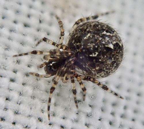 Theridion