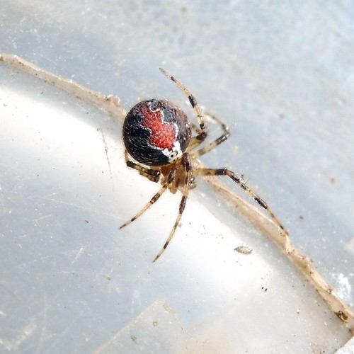 Theridion