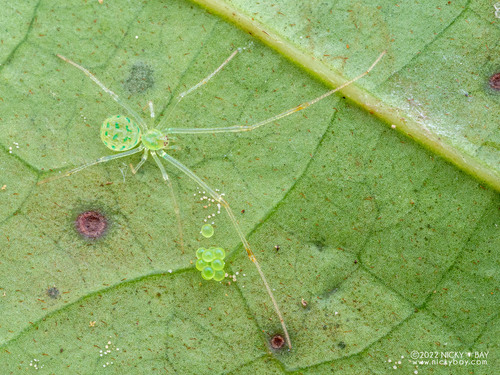 Theridion