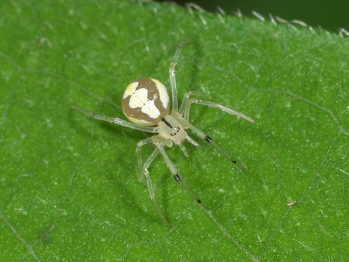 Theridion