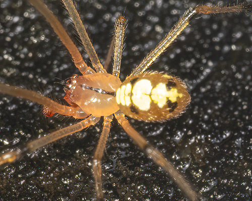 Theridion