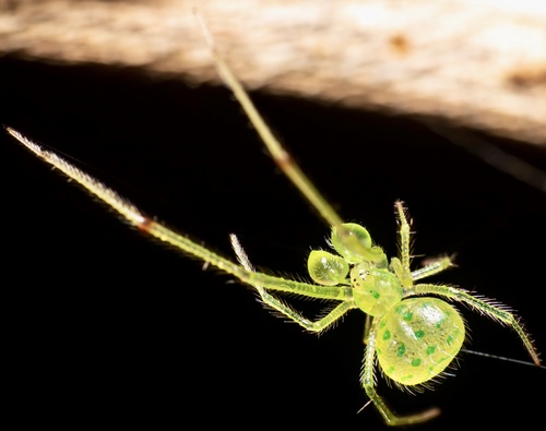 Theridion